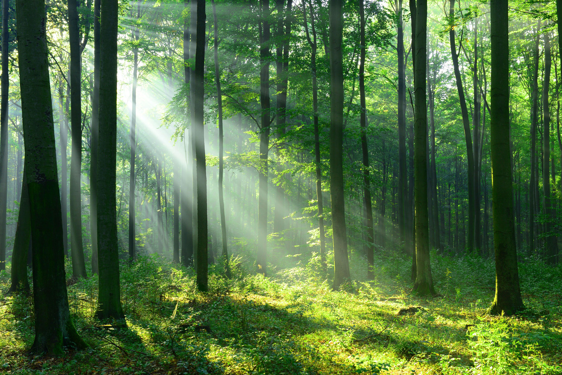 Waldbaden: Erlebe die Heilkraft des Waldes!